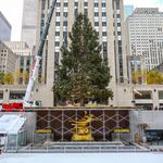 The tree upon arrival at Rockefeller Center